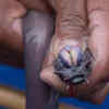 Hagfish