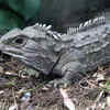 Tuatara