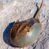 Horseshoe Crab