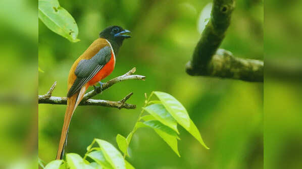 Malabar Trogon