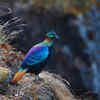 Himalayan Monal