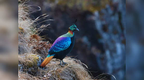 Himalayan Monal