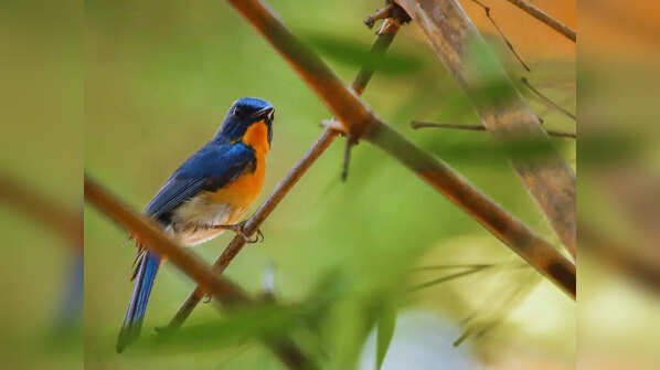 Indian Roller