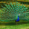 Indian Peafowl (Peacock)