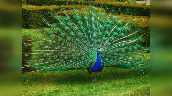 Indian Peafowl (Peacock)