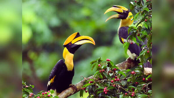 Great Hornbill