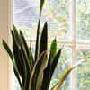snake plant black coral Black Coral Sansevieria Care