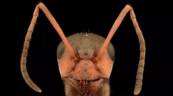 7 interesting animals who can fake their own death