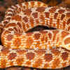 Hognose Snake  