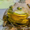 Bullfrog  