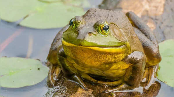 Bullfrog