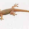Lizard  