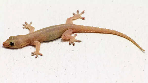Lizard