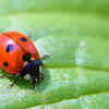 Ladybird Beetle  