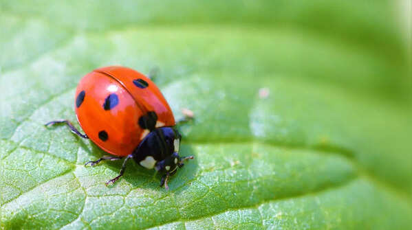 Ladybird Beetle