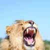 African lion