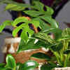 10 budget-friendly plants for gardening enthusiasts | Times of India