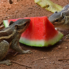 Wildlife struggling to survive