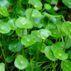 Gotu Kola