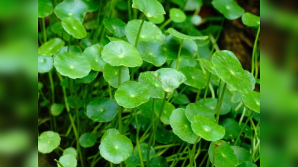 Gotu Kola