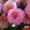 Chrysanthemum