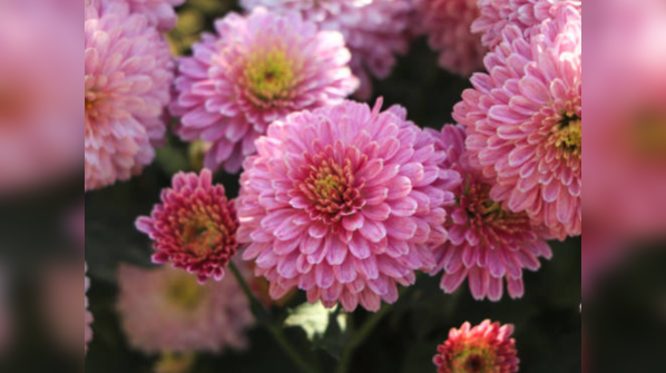 Chrysanthemum