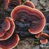 Reishi mushroom