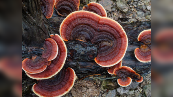 Reishi mushroom
