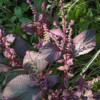 Shiso