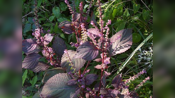 Shiso