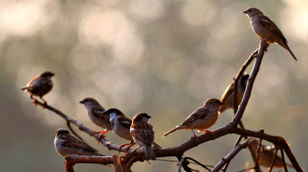 Sparrow population is declining
