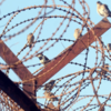 Pollution affects their food supply