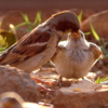 Modern buildings lack nesting spaces