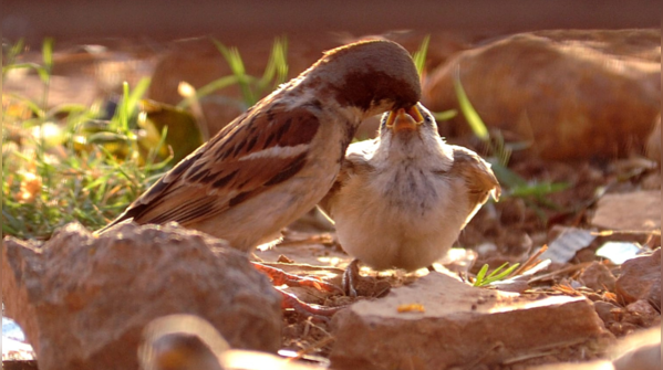 Modern buildings lack nesting spaces