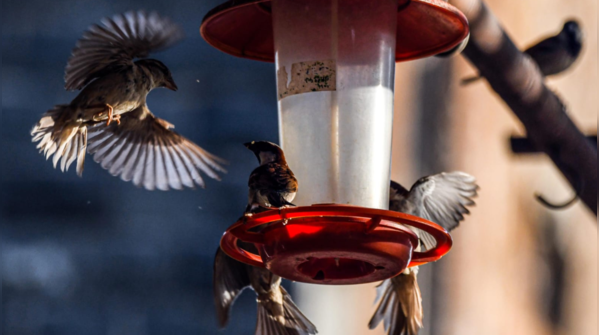 Rescued sparrows show hope