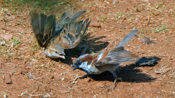 Sparrows help in biodiversity