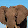 Article image for: African Elephant