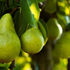 Beneficial for heart health