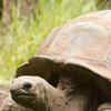 Article image for: <i class="tbold">tortoise</i>