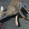 Roadkill Removal Specialist