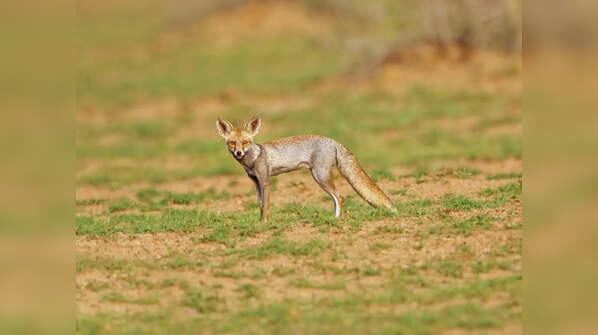 Desert fox