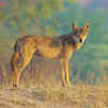 Indian wolf