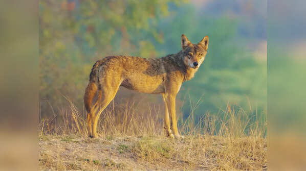 Indian wolf