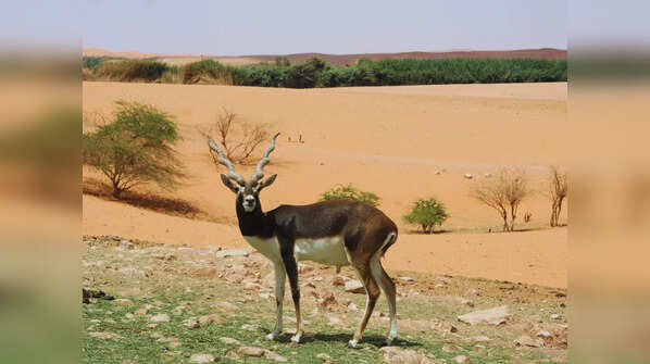 Blackbuck