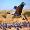 Demoiselle crane
