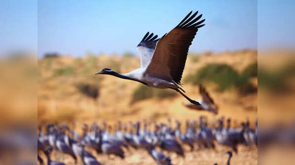 Demoiselle crane
