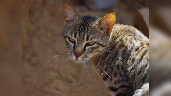 Asiatic wildcat