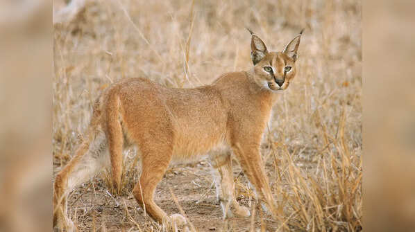 Caracal