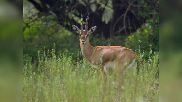 Chinkara