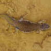Indian spiny-tailed lizard